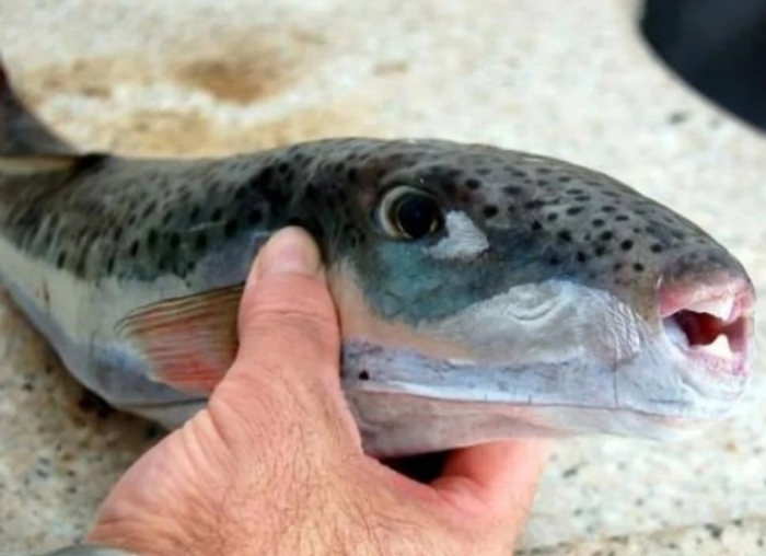 Лов на отровната морска риба во Грција, рибарите ќе добиваат 5,33 евра за килограм