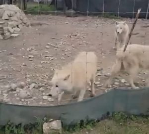 „Анима мунди“ објави видео од живеалиштето на белите волци