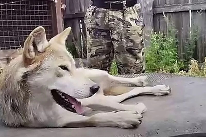 Волци успеале да побегнат од живеалиштето во Скопје ЗОО, па изеле кенгури и ему птици