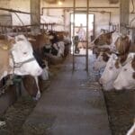 Една крава во Словенија носи 2.000 евра, во Македонија едвај 2.500 денари
