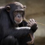 Шимпанзата и бонобите имаат „круг на пријатели“ исто како луѓето
