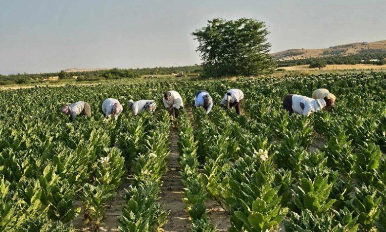 „Дали на Мицкоски може да му се верува?“: Реакција на тутунарите по најавата за исплата на субвенциите