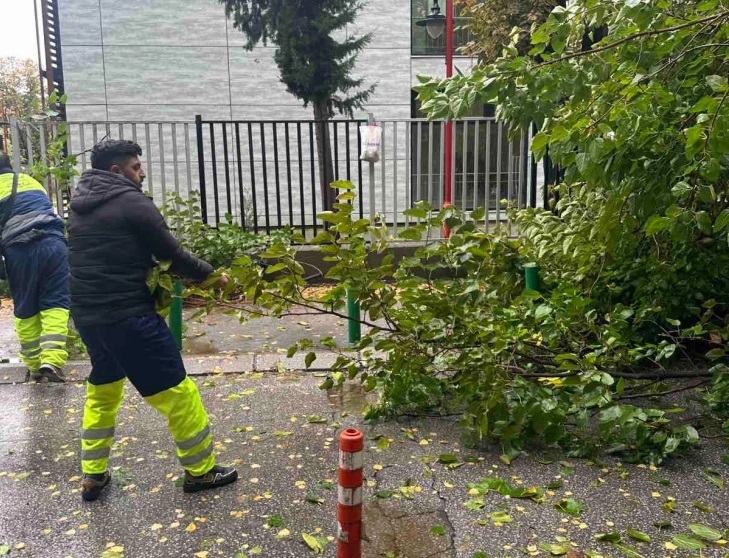 Ќе се сечат им кастрат заболени и небезбедни дрвја на „Ленинова“ и „Мирослав Крлежа“, нови садници ќе бидат засадени на истите локации