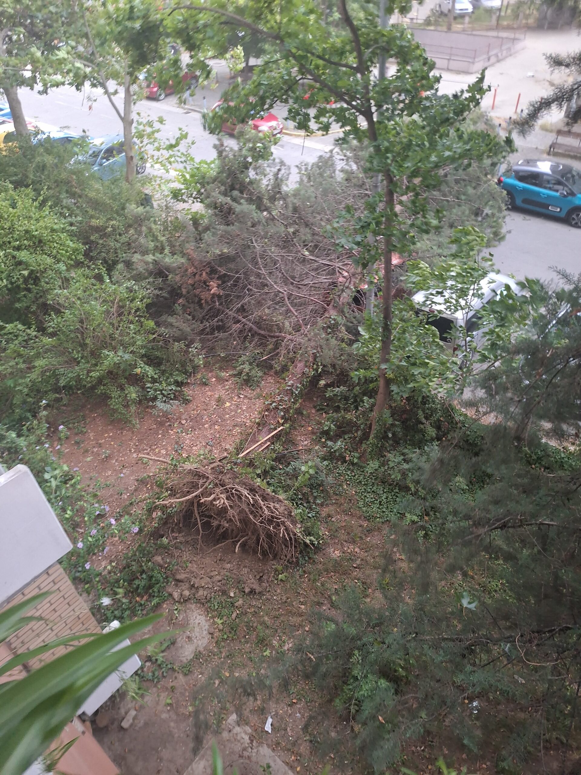Фото: Невреме во Скопје, паднати дрвa во населба Аеродром