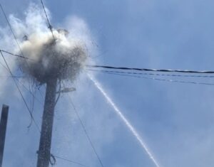 Се запали гнездо во Росоман, спасени мајката и трите штркчиња