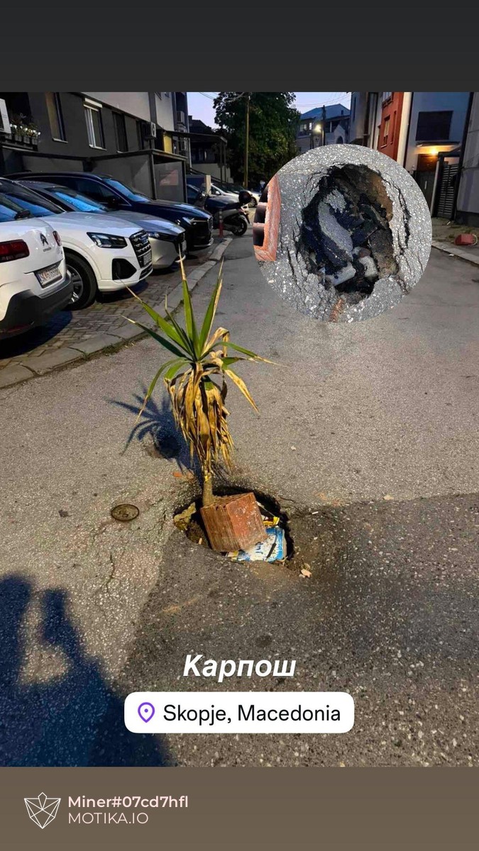 Палми почнаа да растат на улиците во скопската населба Карпош