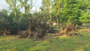 Околу 100 дрвја уништени во невремето во Куманово, ќе следи обнова со нови садници