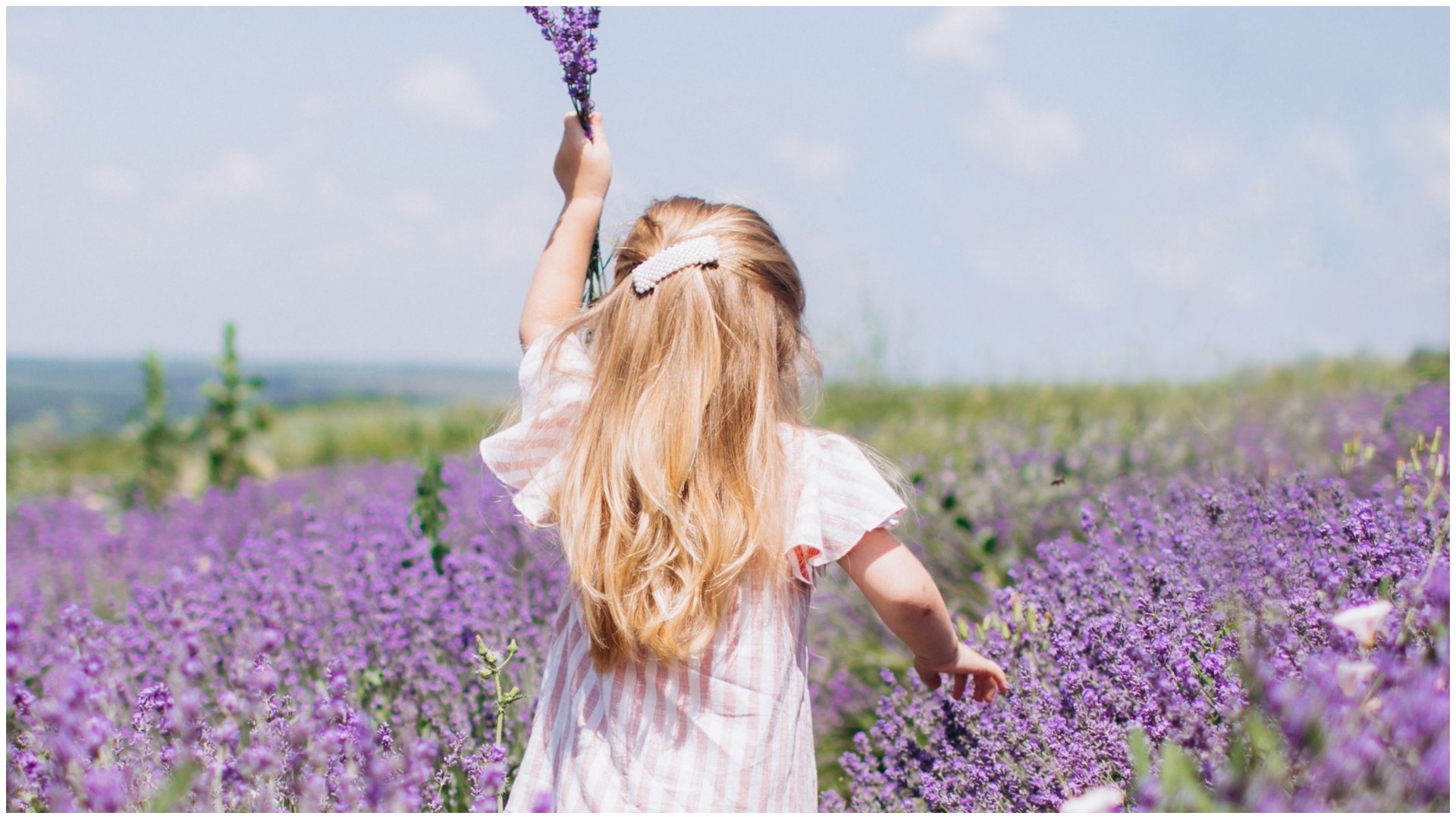 Виолетова магија на Хвар: Полињата со лаванда привлекуваат туристи од целиот свет