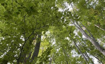 Од денес целосна забрана за движење во шумите без претходна дозвола