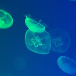 Што сè крие морското дно и како да реагирате при убод од еж, риба или изгореница од медуза