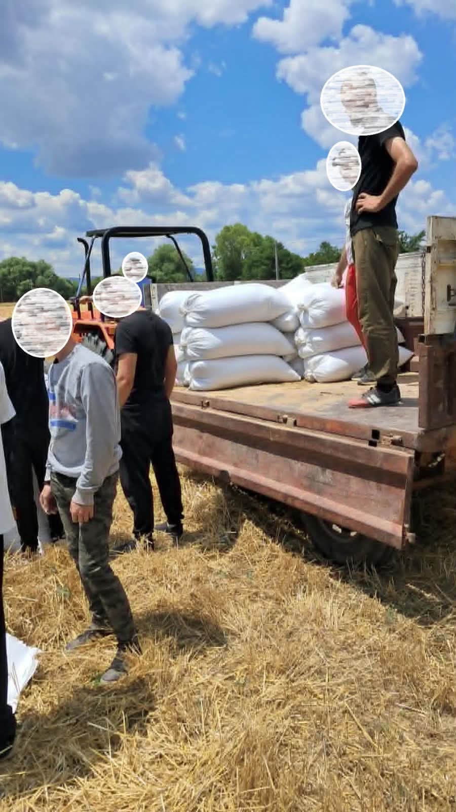 Прилепските затвореници ги засукаа ракавите, жнееја на нива