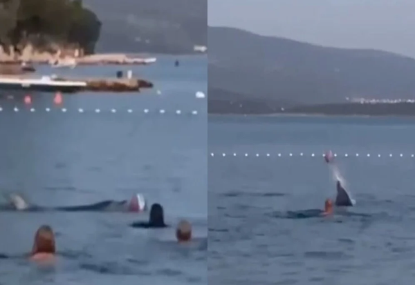 Видео што го освои Јадранот - делфин се дружи со луѓето и игра со топка во морето