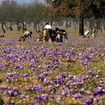 Профитабилни култури за помали градини