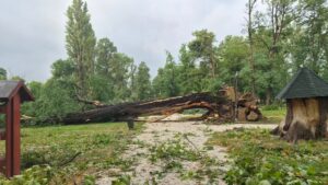 Хаос и во Градски парк: огромни дрјва падната по патеките