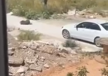(ВИДЕО) МАКЕДОНСКА ДРЖАВЈАНКА ЅВЕРСКИ УСМРТИЛА КУЧЕ ВО УЛЦИЊ: Уапсена додека се обидувала да ја напушти Црна Гора