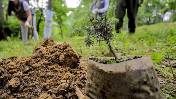 Осуденици од струмичкиот затвор ќе ја пошумуваат Македонија