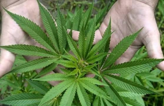Нови научни сознанија за поврзаноста на канабисот со кортизолот и стресот