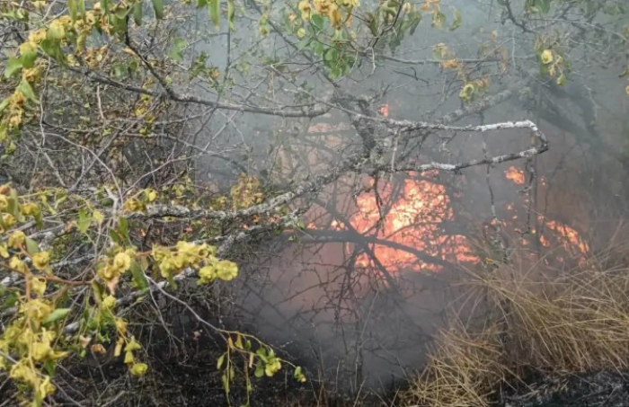 Гром предизвика пожар кај село Макреш, изгореа околу 15 хектари