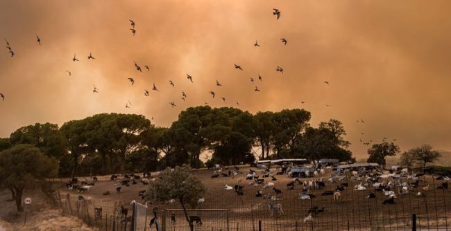 ЕВАКУИРАНИ НАД 220.000 ЖИТЕЛИ ВО ФРАНЦИЈА И ШПАНИЈА ПОРАДИ ШУМСКИТЕ ПОЖАРИ