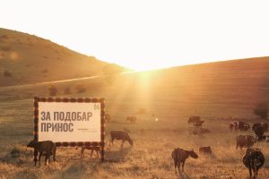 Животните ја обожаваат оваа реклама на Халкбанк!