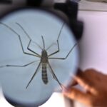 Во Србија регистрирани првите два случаи на западнонилска треска годинава