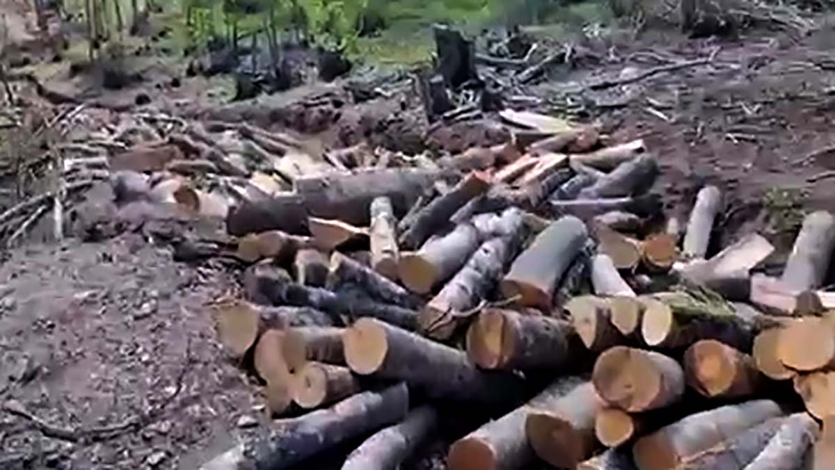 Кривична против маж од Струшко: организирал неовластена сеча на дрвја при што загинал еден работник