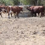 Сушата го зема највисокиот данок на европското земјоделство