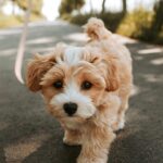 Експертите ја открија тајната на комуникацијата со домашните миленици