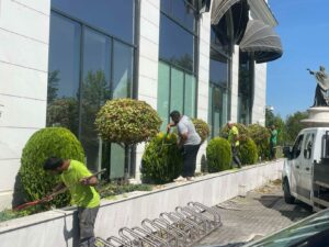Најчестите дилеми при садење растенија и како да ги надминете