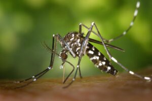 Во делови на Европа се зголемуваат случаите на Западнонилската треска