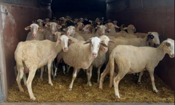 АХВ со заштитни мерки против сипаници кај овците и козите: Вакцинација на своја рака ќе се санкционира