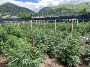 Акција во Прилеп: Полицијата уапси дилер на марихуана