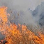 УАПСЕНИ ПОТПАЛУВАЧИ НА ПОЖАРИ ВО ПЕЛАГОНИЈА