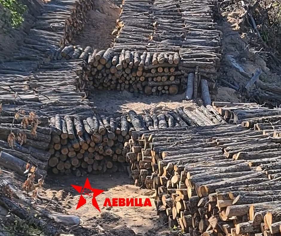 Левица: ШУМСКАТА МАФИЈА ЈА КРАДЕ ДРЖАВНАТА СЕЧА КАЈ БЕЛОВОДИЦА