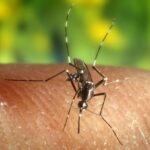 Во Грција 110 случаи на вирусот Западен Нил, девет лица починаа