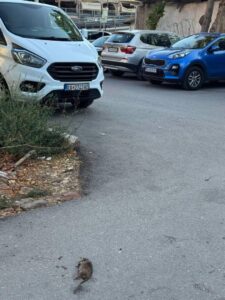 Аларм за наезда од глодари во Центар: Живи и мртви, стаорци и глувци на паркинг кај основно училиште