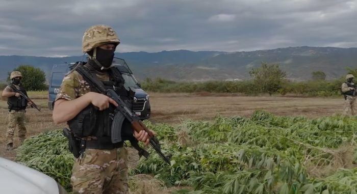 (видео) АКЦИЈА НА МВР ВО СТРУМИЧКО: Полицајци неколку дена спиеја на плантажа со марихуана за да ги откријат производителите