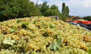 Лозарите го продаваат грозјето на социјалните мрежи по 8 денари за килограм и му велат „збогум“ на лозарството