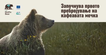 ЌЕ СЕ ПРАВИ ПОПИС: Колку кафеави мечки има во Македонија