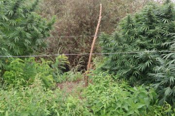 (ФОТО) ЈА ОБРАБОТИЛЕ ПОЧВАТА И СИ ПОСАДИЛЕ КАНАБИС ВО СТРУМИЧКО: Полицијата приведе двајца
