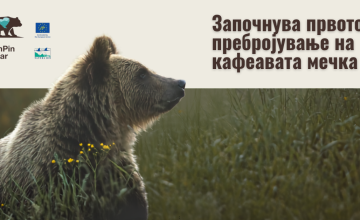 Почнува првото национално генетско пребројување на кафеавата мечка во Македонија