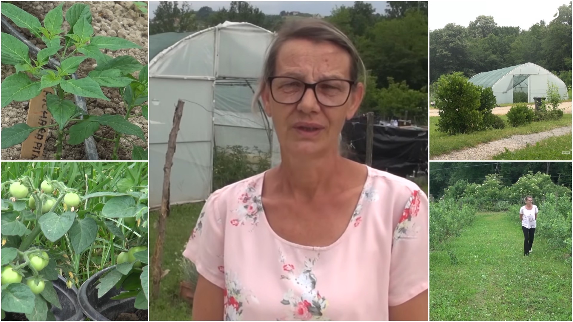 Оваа пиперка чини повеќе од злато: Весна одгледува сорта за која килограм чини 20.000 долари