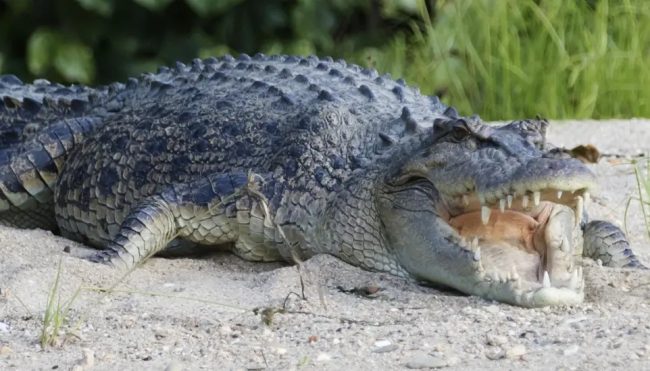 НА ОЛИМПИСКИТЕ ИГРИ ВО 2032 ЌЕ ИМА НАТПРЕВАРИ НА РЕКА ВО КОЈА ЖИВЕАТ 500 КРОКОДИЛИ