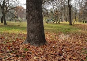 Сончево денеска и утре, во петок дожд