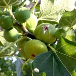 Ефикасен лек подарен од природата: Лисјата од смоквитe штитат од болести, еве кои …