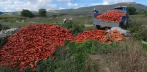 Земјоделците ги фрлаат пиперките на депонија – кој ќе плати за уништениот род?
