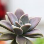 Сукулентите – најиздржливи  растенија во домот