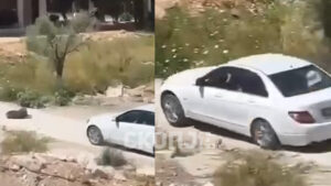Македонката која со автомобил усмрти куче во Црна Гора е осудена на 45 дена затвор