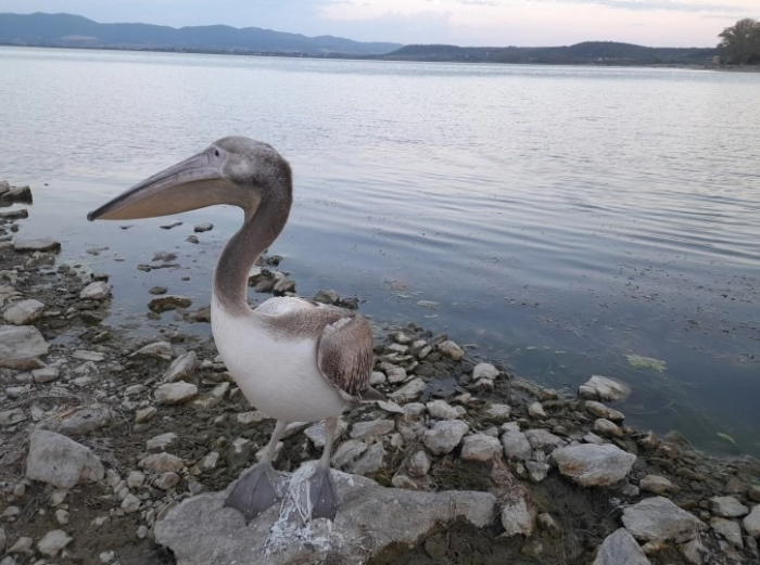 Во заедничка акција згрижен повредениот пеликан во Дојран, си доби мандра за престој и редовен оброк | ФОТО