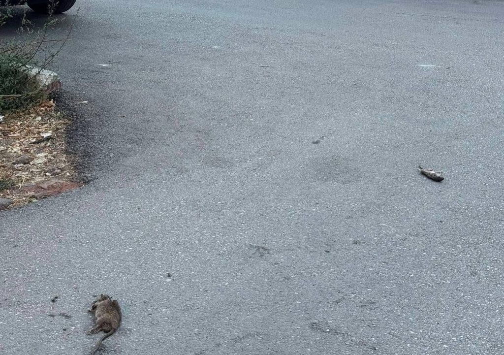 (ФОТО) „Живи и мртви“ – граѓани реагираат на присуство на стаорци и глувци на паркингот кај ТЦ „Буњаковец“
